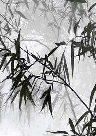 听茶香夜雨