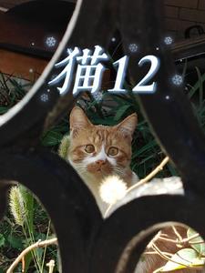 猫12小时不吃饭可以吗